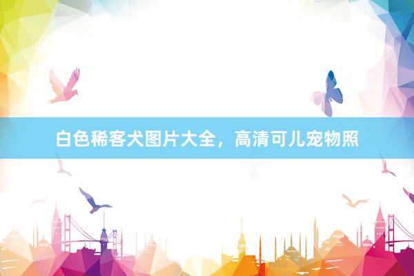 白色稀客犬图片大全，高清可儿宠物照